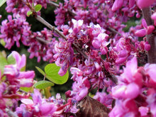 Load image into Gallery viewer, Cercis occidentalis - Western Redbud
