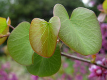 Load image into Gallery viewer, Cercis occidentalis - Western Redbud
