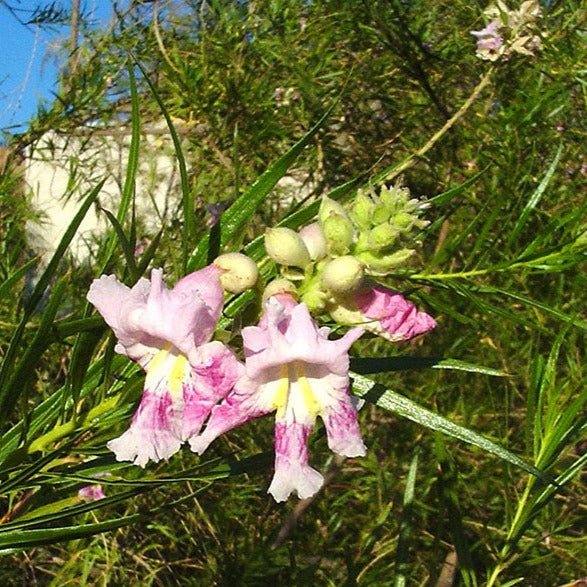 Chilopsis linearis - Desert Willow – Santa Barbara Botanic Garden