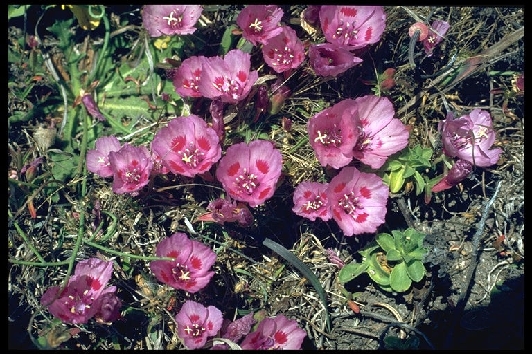 Clarkia amoena - Farewell to Spring