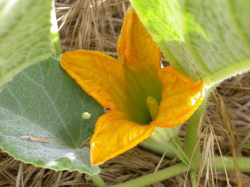 Cucurbita foetidissma - Buffalo Gourd