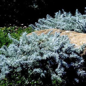 Artemisia pycnocephala 'David's Choice' - David's Choice Sagebrush