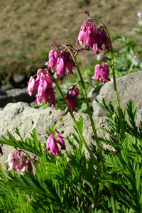 Dicentra formosa 'Bacchanal'- Bacchanal Pacific Bleeding Heart