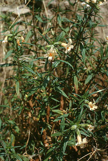 Diplacus longiflorus - Southern Bush Monkeyflower