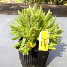 Load image into Gallery viewer, Dudleya anomala - Baja Island Liveforever
