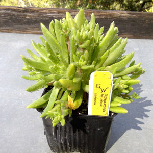 Dudleya anomala - Baja Island Liveforever