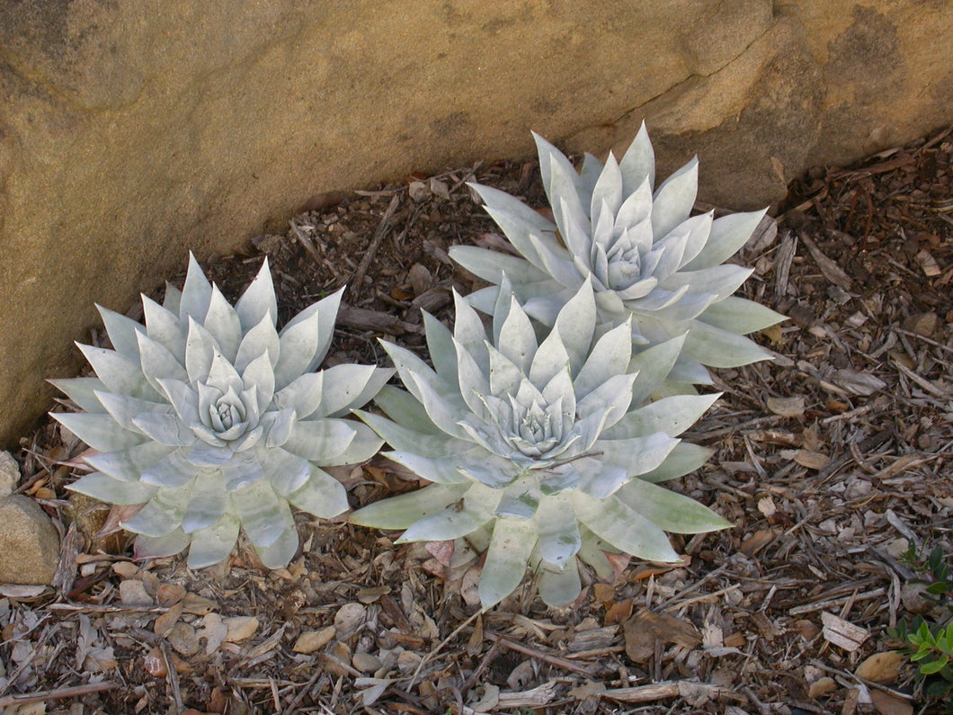 Dudleya brittonii - Giant Chalk Dudleya