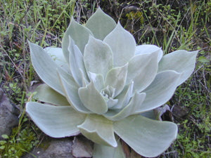 Dudleya pulverulenta - Chalk Dudleya