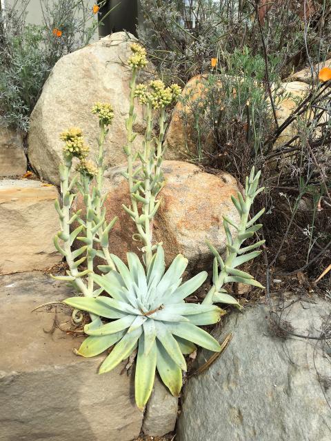 Dudleya traskiae - Santa Barbara Island Liveforever