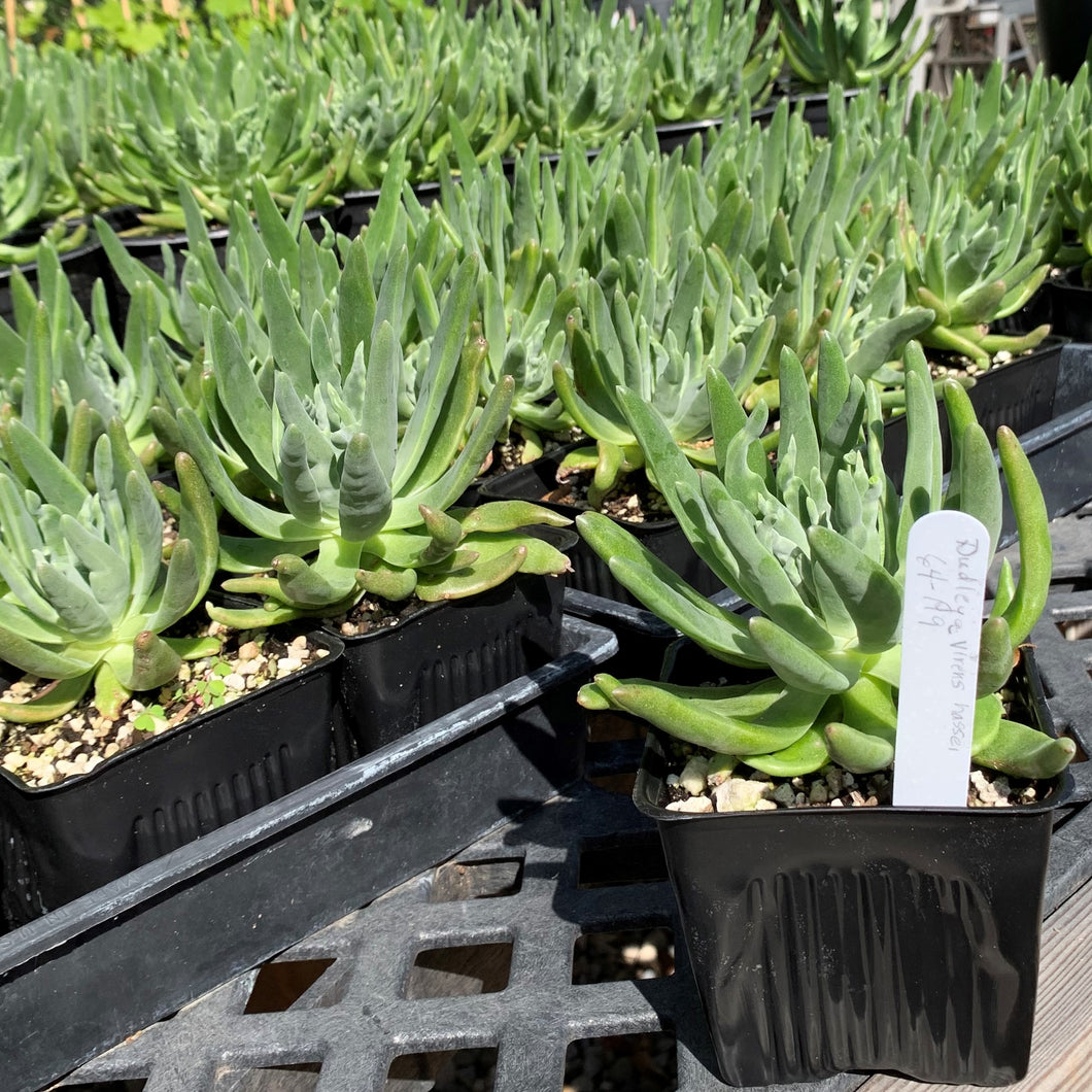 Dudleya virens ssp. hassei - Bright Green Liveforever