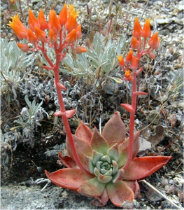 Dudleya cymosa - Canyon Liveforever