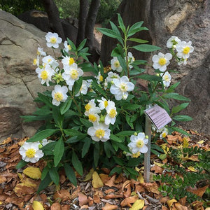 Carpenteria californica - Bush Anemone