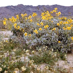 Encelia farinosa - Brittlebush