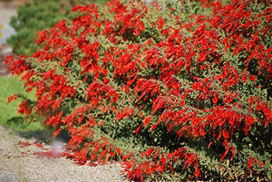 Epilobium canum ssp. garrettii 'Wasatch Fire' - Wasatch Fire California Fuchsia