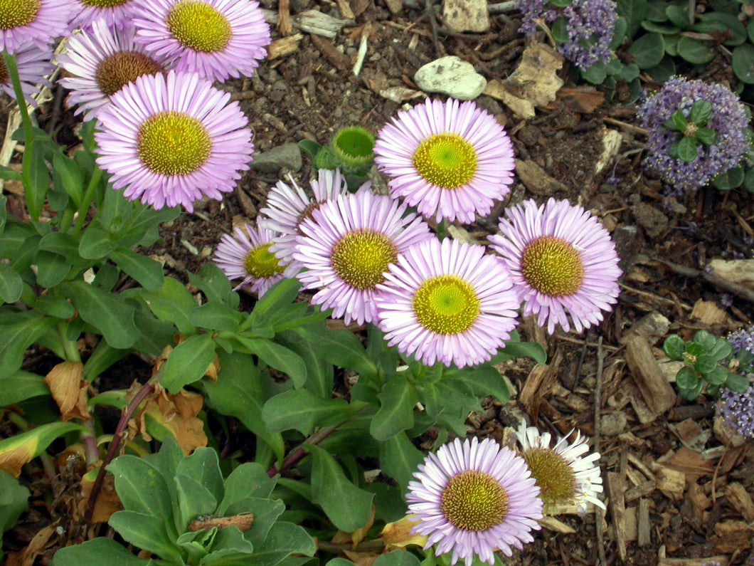 Erigeron glaucus 'Bountiful' - Bountiful Seaside Daisy