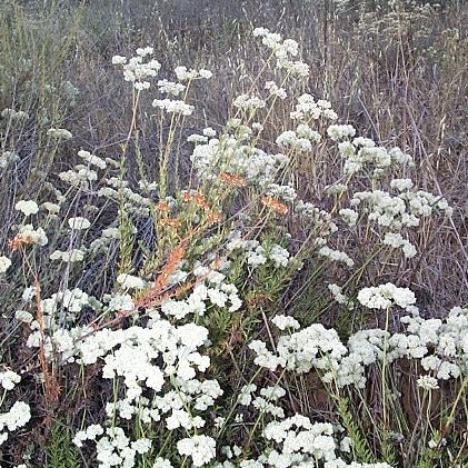 Eriogonum fasciculatum - California Buckwheat