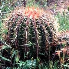 Ferocactus viridescens - San Diego Barrel Cactus