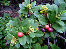 Load image into Gallery viewer, Frangula californica &#39;Eve Case&#39; - Eve Case Coffeeberry

