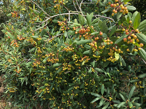 Frangula californica - Coffeeberry