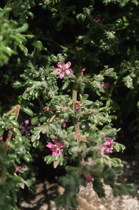 Frankenia salina - Alkali Heath