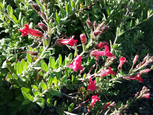 Gambelia speciosa 'Firecracker' - Firecracker Showy Island Snapdragon