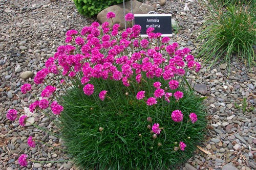 Armeria maritima 'Morning Star Deep Rose' - Morning Star Deep Rose Sea Thrift