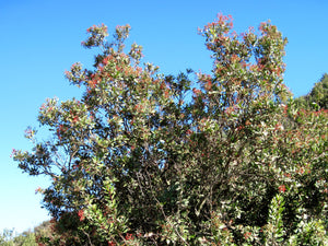 Heteromeles arbutifolia - Toyon