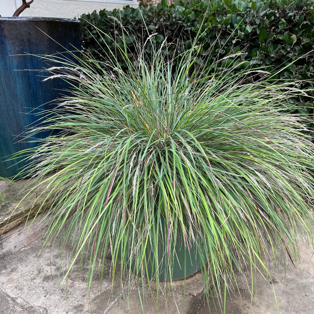 Calamagrostis foliosa - Leafy Reed Grass