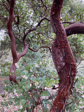 Load image into Gallery viewer, Arctostaphylos glauca &#39;Canyon Blush&#39; - Canyon Blush Bigberry Manzanita
