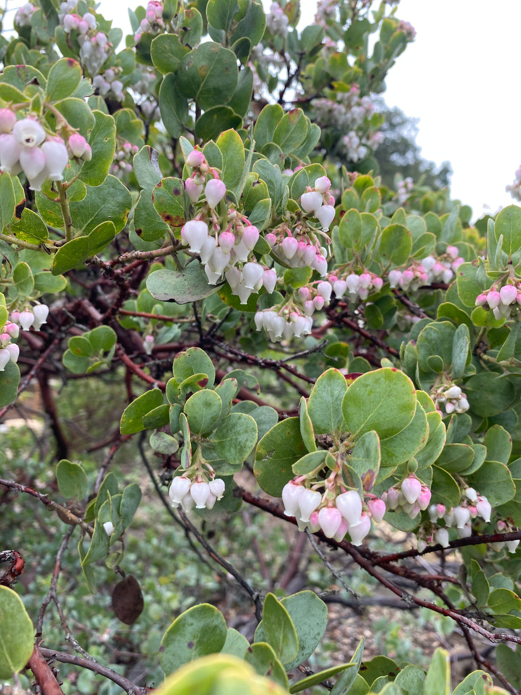 Arctostaphylos glauca 'Canyon Blush' - Canyon Blush Bigberry Manzanita