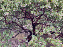 Load image into Gallery viewer, Arctostaphylos glauca &#39;Canyon Blush&#39; - Canyon Blush Bigberry Manzanita
