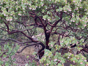 Arctostaphylos glauca 'Canyon Blush' - Canyon Blush Bigberry Manzanita