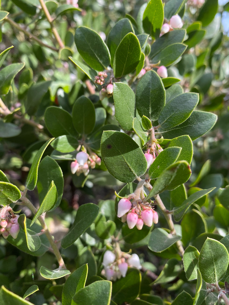 Arctostaphylos 'Sunset' - Sunset Manzanita – Santa Barbara Botanic Garden