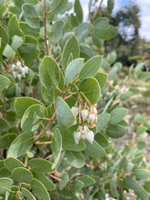 Load image into Gallery viewer, Arctostaphylos glauca - Bigberry Manzanita
