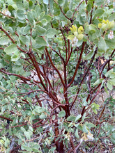 Load image into Gallery viewer, Arctostaphylos glauca - Bigberry Manzanita
