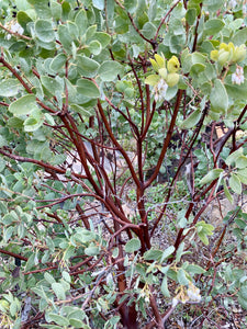 Arctostaphylos glauca - Bigberry Manzanita