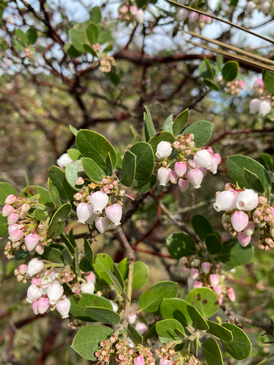 Arctostaphylos edmundsii 'Big Sur' - Big Sur Manzanita – Santa Barbara ...