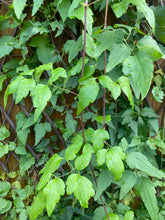 Load image into Gallery viewer, Clematis ligusticifolia - Virgin&#39;s Bower
