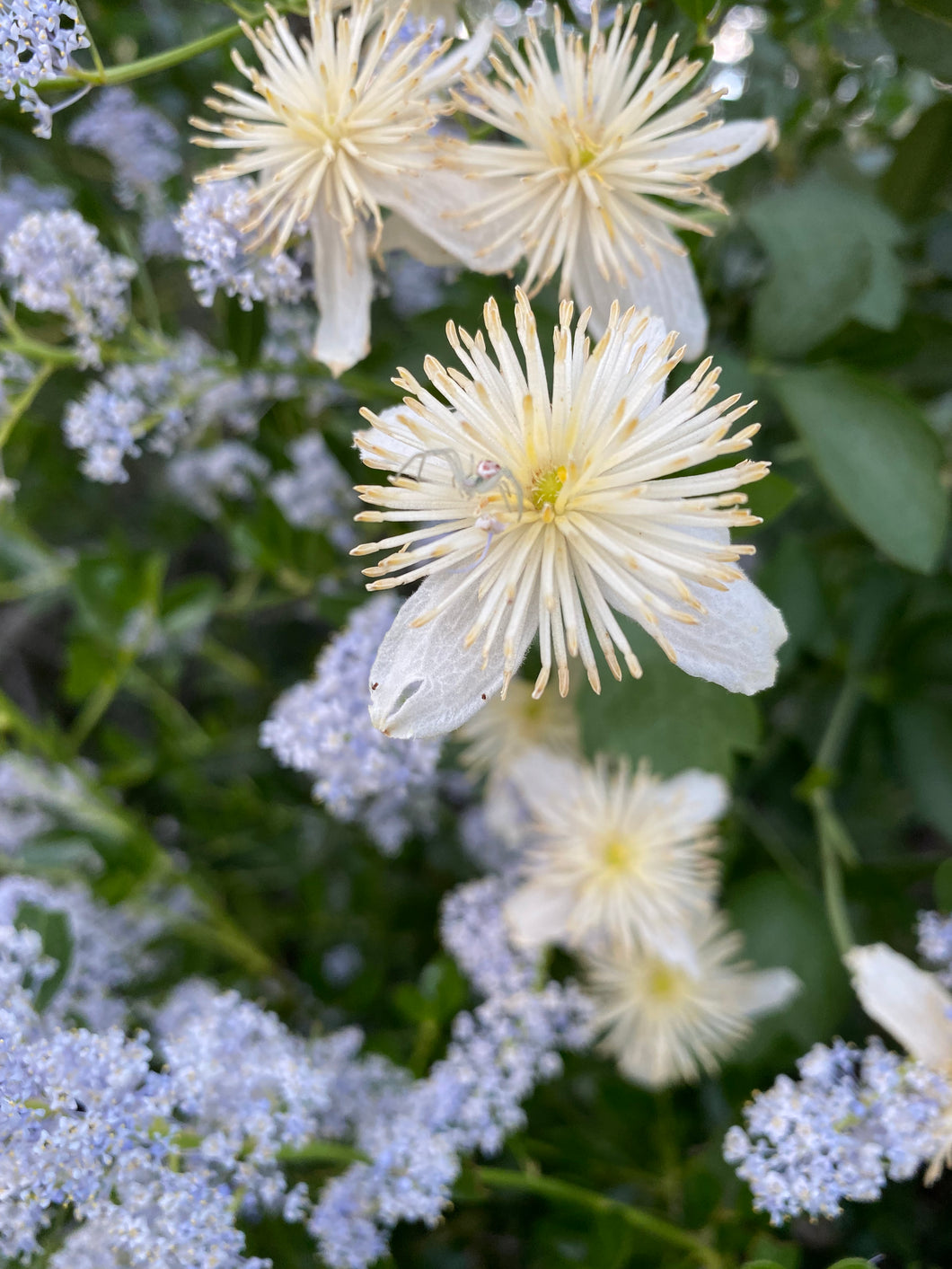 Clematis ligusticifolia - Virgin's Bower