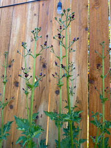 Scrophularia atrata - Black Flowered Bee Plant