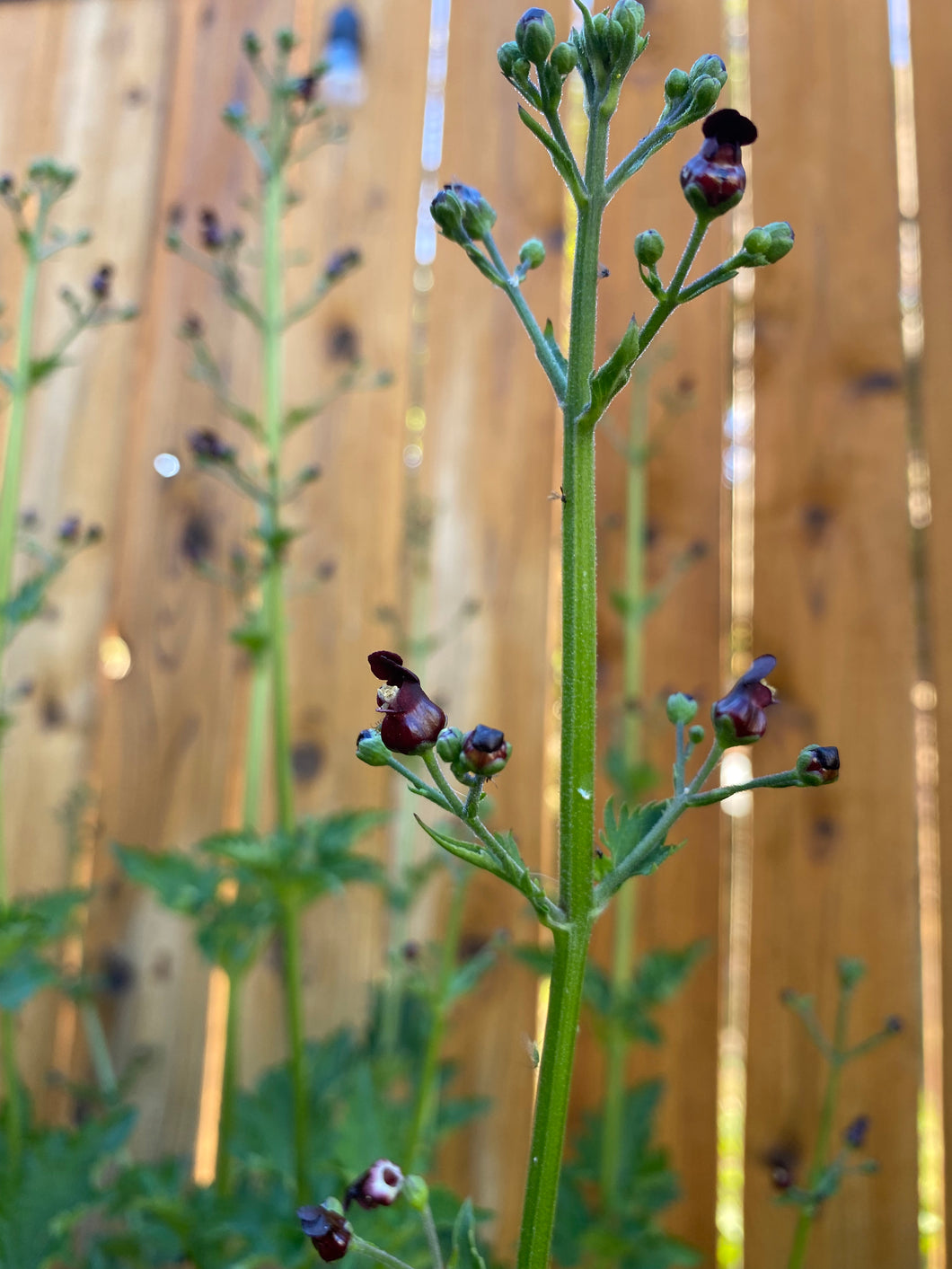 Scrophularia atrata - Black Flowered Bee Plant