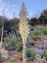 Load image into Gallery viewer, Hesperoyucca whipplei - Chaparral Yucca
