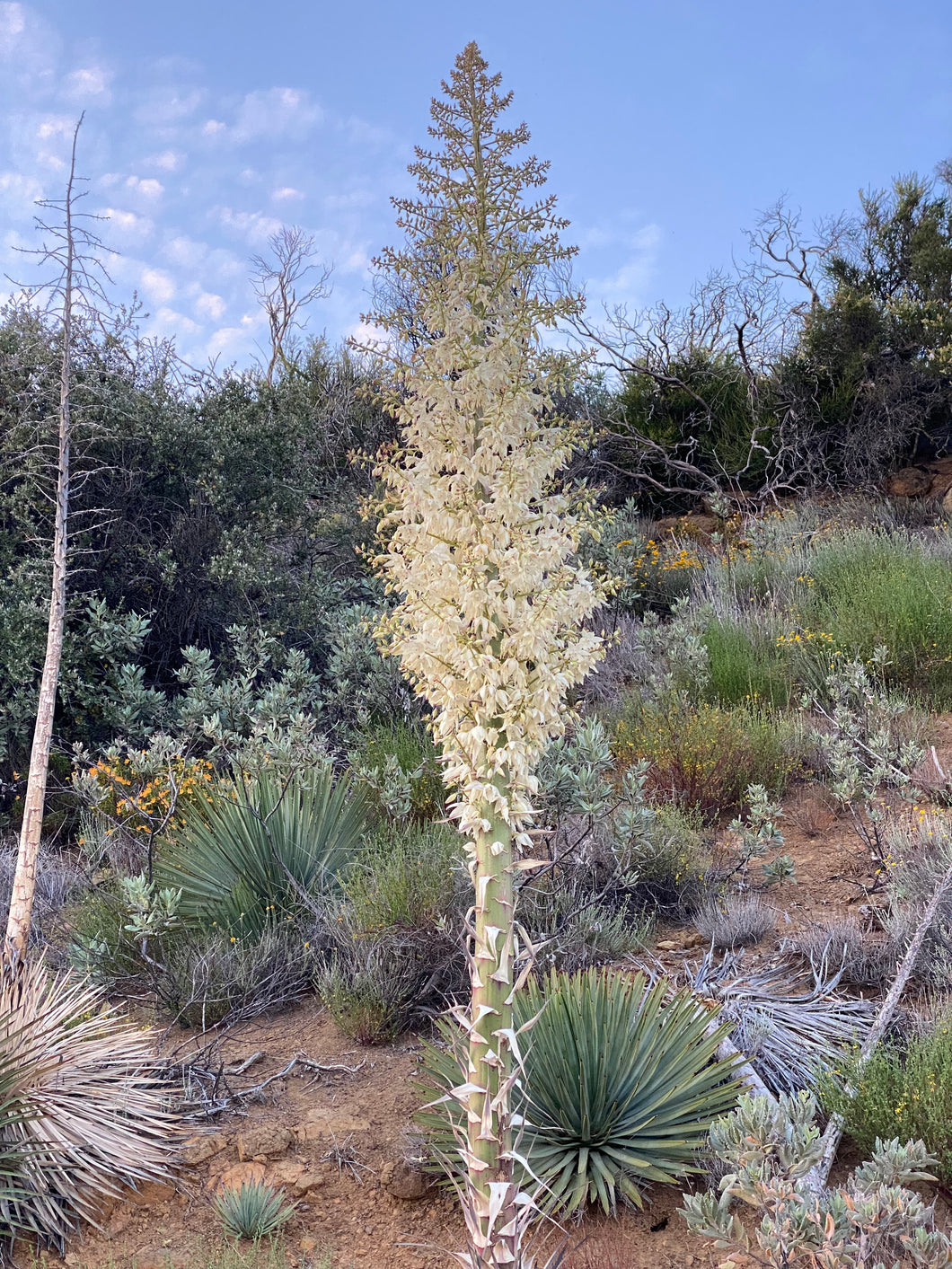 Hesperoyucca whipplei - Chaparral Yucca