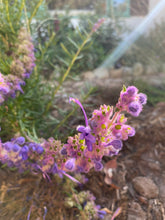 Load image into Gallery viewer, Trichostema lanatum - Woolly Blue Curls
