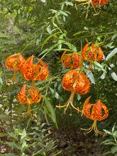 Load image into Gallery viewer, Lilium humboldtii - Humboldt Lily
