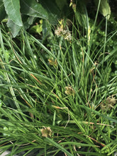 Load image into Gallery viewer, Carex praegracilis &#39;Chisai&#39; - Fine California Field Sedge
