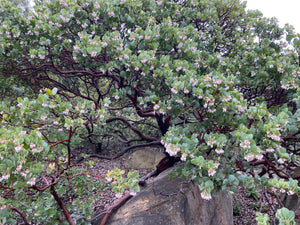 Arctostaphylos glauca 'Canyon Blush' - Canyon Blush Bigberry Manzanita