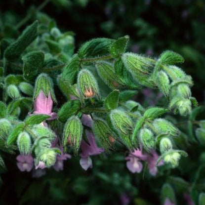 Lepechinia fragrans - Fragrant Pitcher Sage