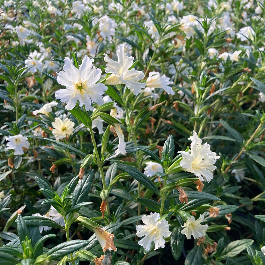 Diplacus grandiflorus (White) - Showy White Monkeyflower