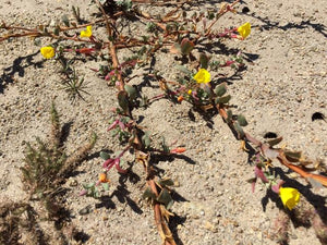 Camissoniopsis cheiranthifolia - Beach Evening Primrose